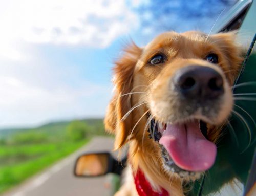 Preparing for your Pet’s First Road Trip